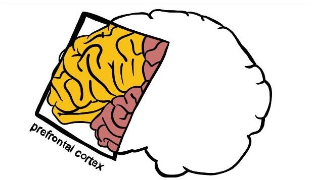 L3 executive function
