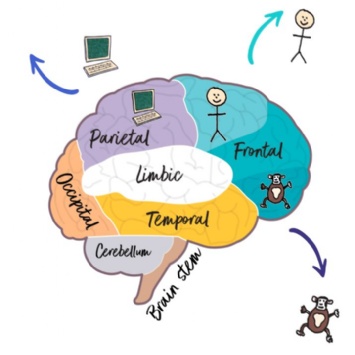 Illustration of a brain labelled with regions: Parietal, Occipital, Cerebellum, Temporal, Frontal, Limbic, and Brain Stem. Laptops, stick figures, and monkeys are depicted with arrows pointing between them.