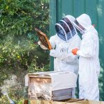 Two people in full beekeeping suits outdoors inspect a bee-covered frame next to a beehive box at the More House School apiary.