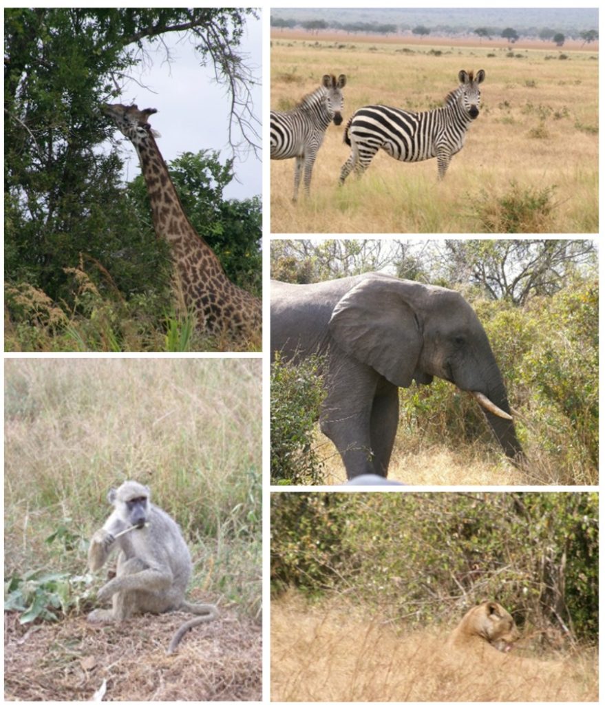 Collage of African wildlife: a giraffe eating from a tree, two zebras standing in grassland, an elephant walking, a monkey sitting in dry grass, and a lion lying low in the grassland.