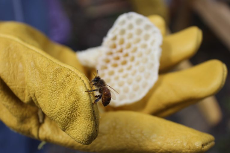 A close-up of a person wearing yellow gloves holding a small honeycomb piece, with a bee resting on the glove.